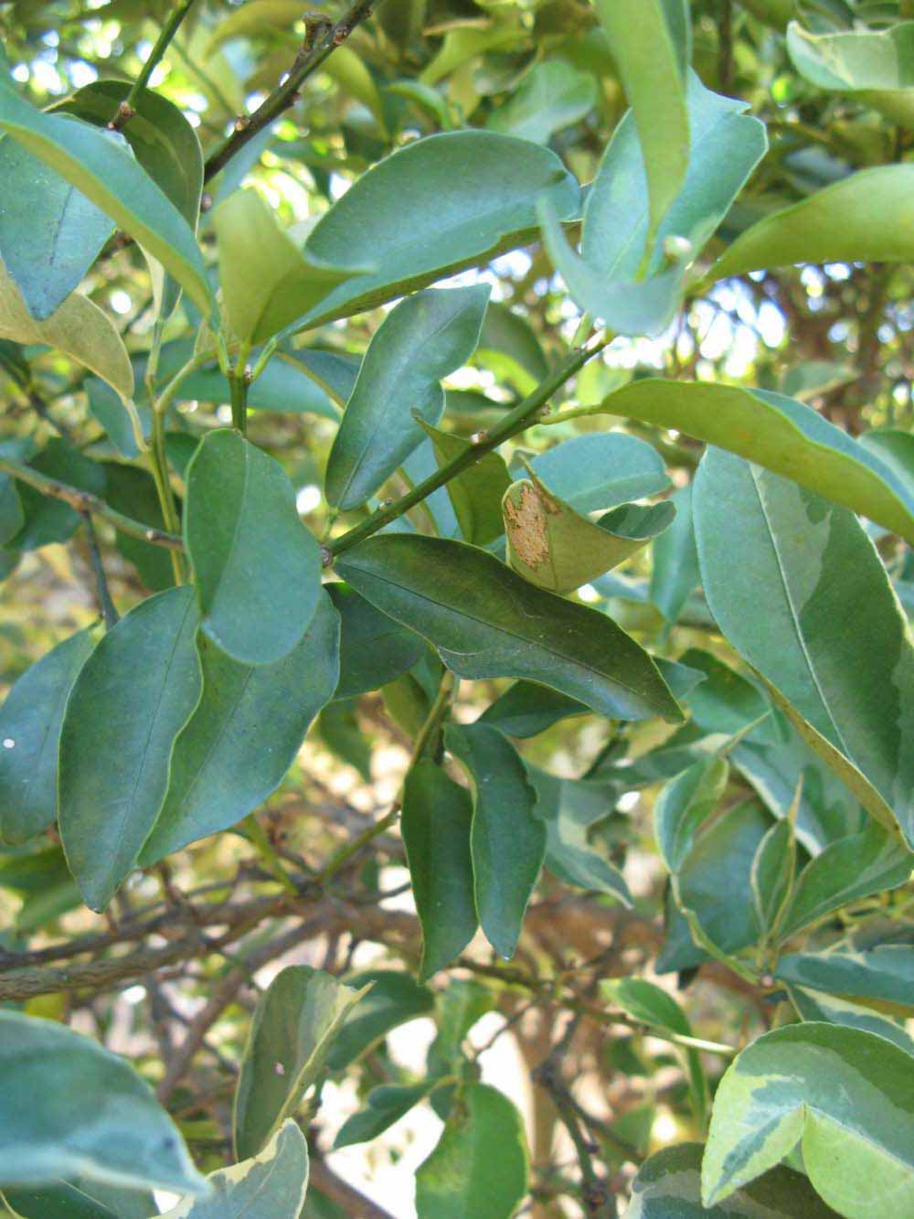            Shade leaves (Winter Haven, FL)   
